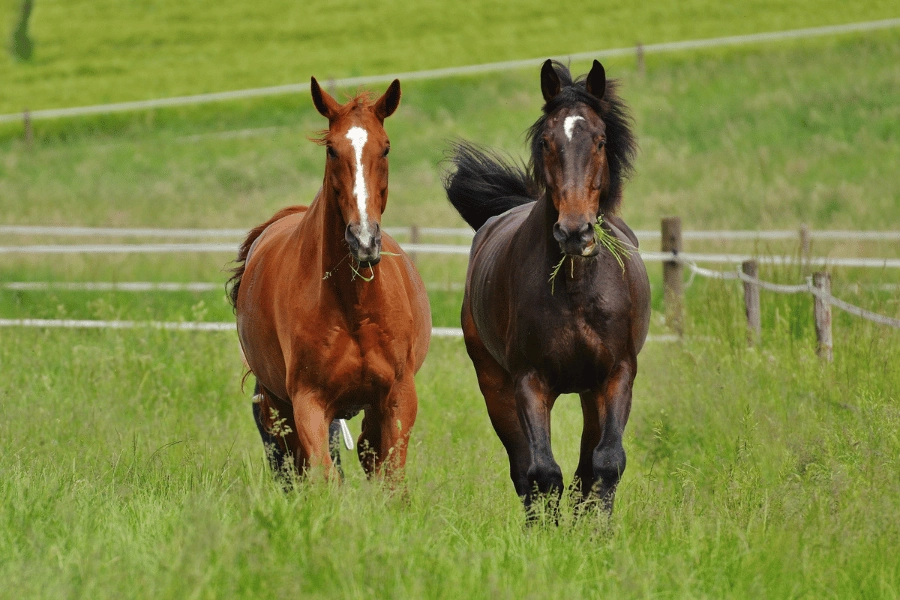 horses eating grass and walking together in a field