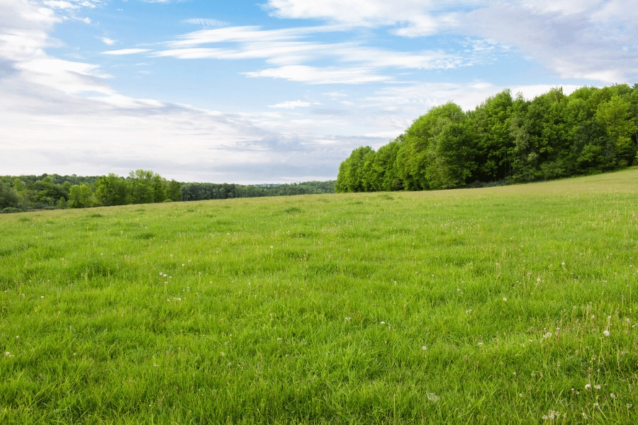 green and lush plot of land with tall grass and trees
