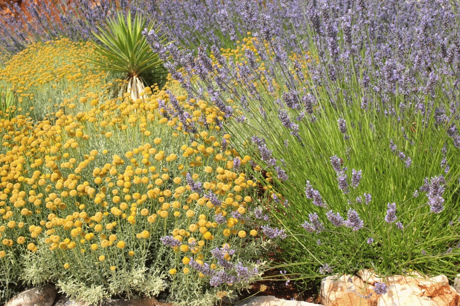 Yellow and purple flowers in a Mediterranean garden