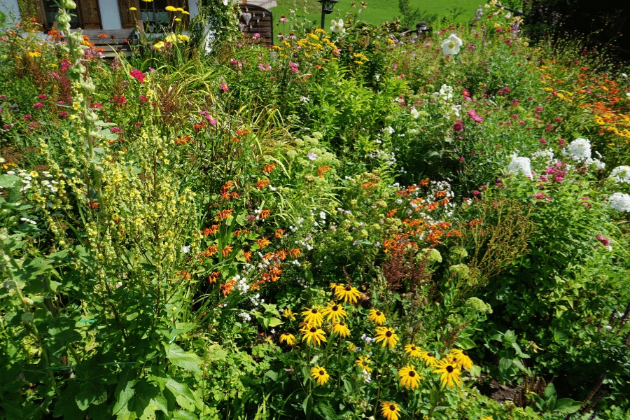 vibrant and colorful native plants in a home garden