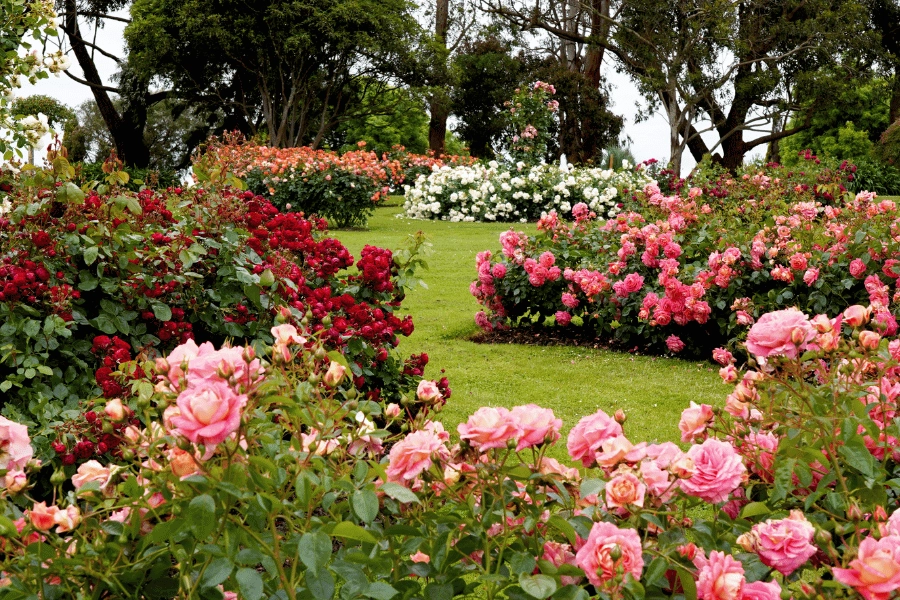 Rose garden full of pink, white, and red roses 