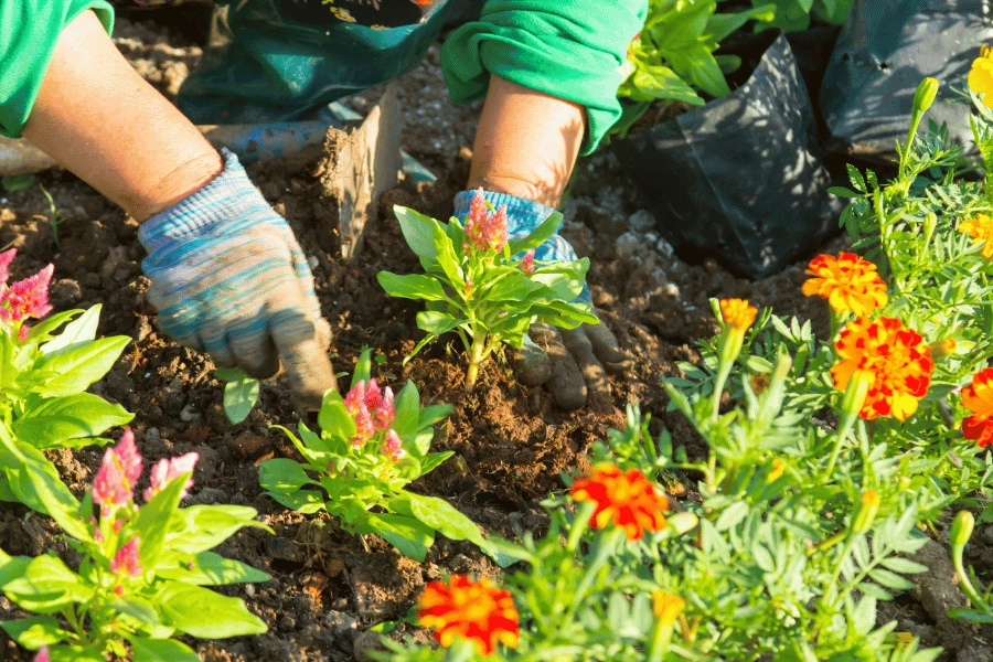 Top 7 Gardening Statistics and Trends [2025]