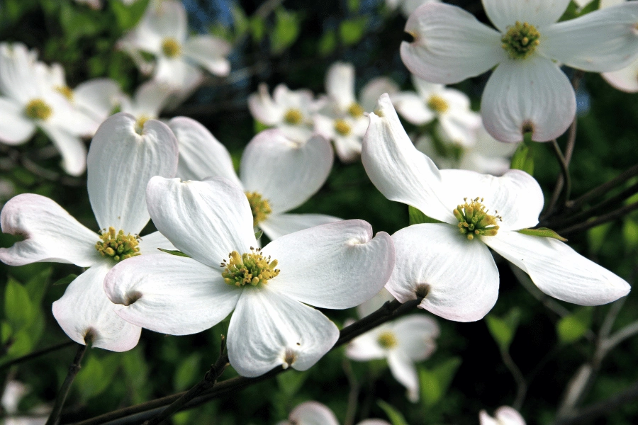 white dogwood blossoms in the spring time