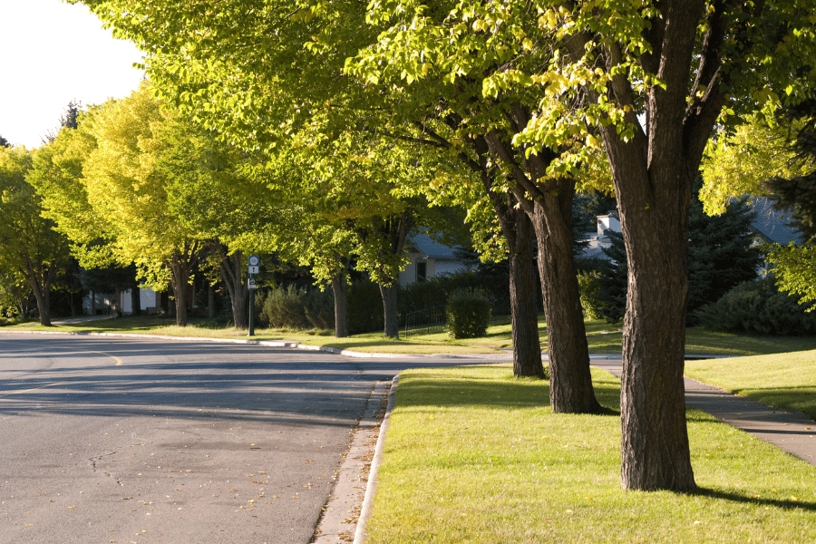 wooded street and mature trees in quiet neighborhood