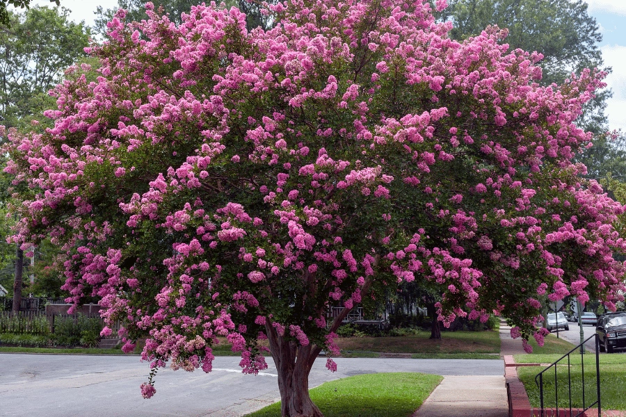 pink crepe myrtle in full bloom during the spring