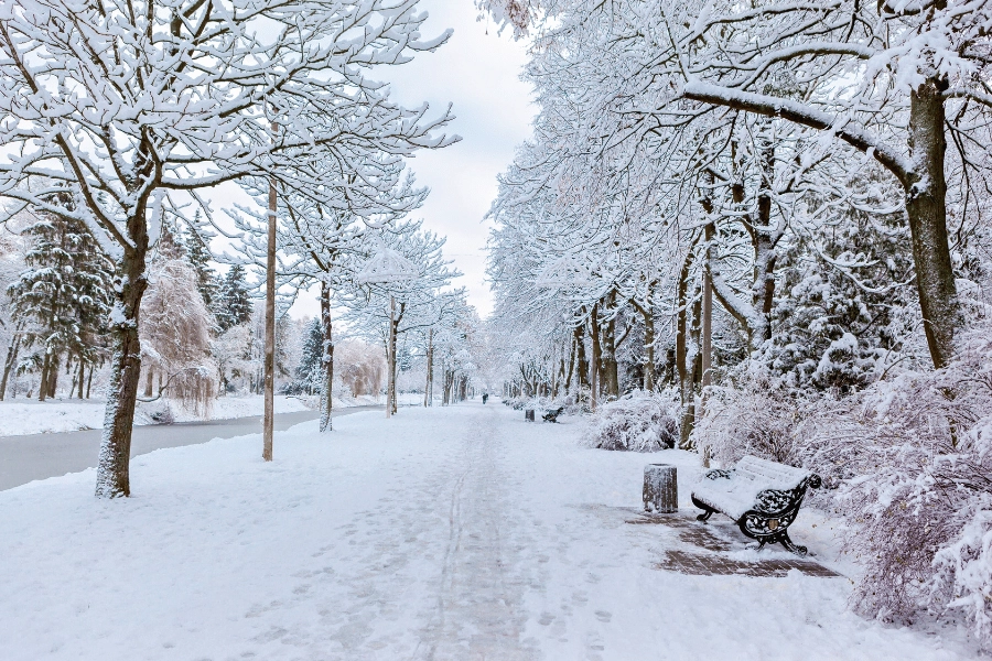 snowy winter weather covering the sidewalk and tall trees