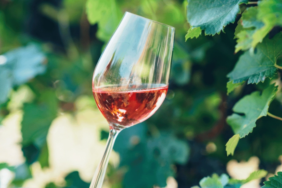wine glass filled with wine in a vineyard 