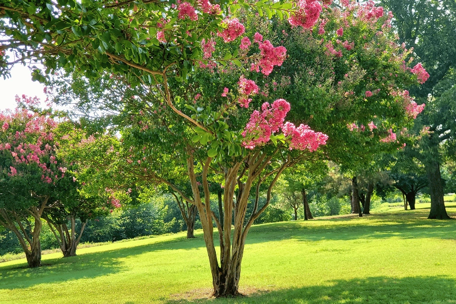 blooming pink crepe myrtles in a green field 