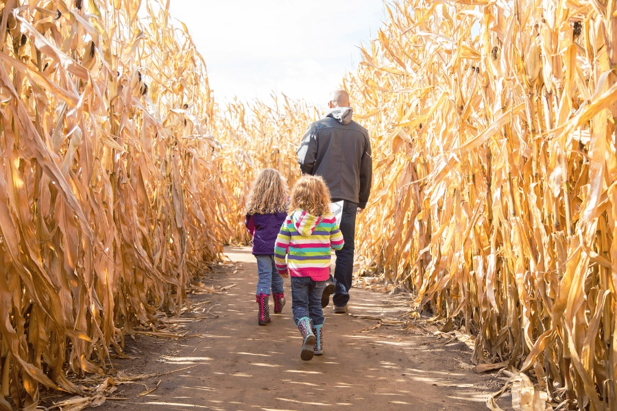 father and two daughters walking through a corn maze in the fall
