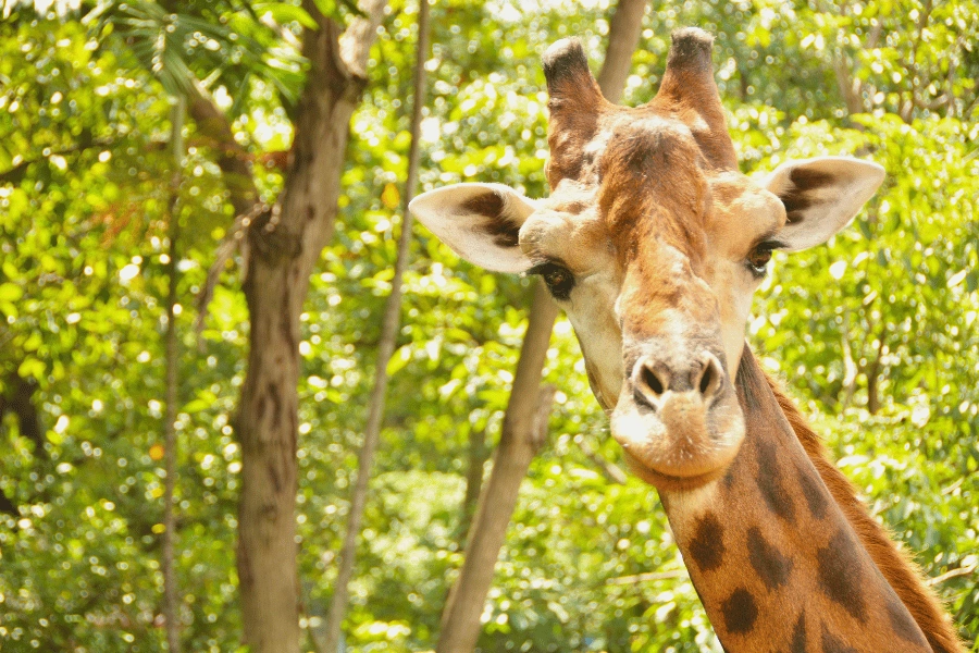 cute giraffe at a zoo surrounded by tall trees