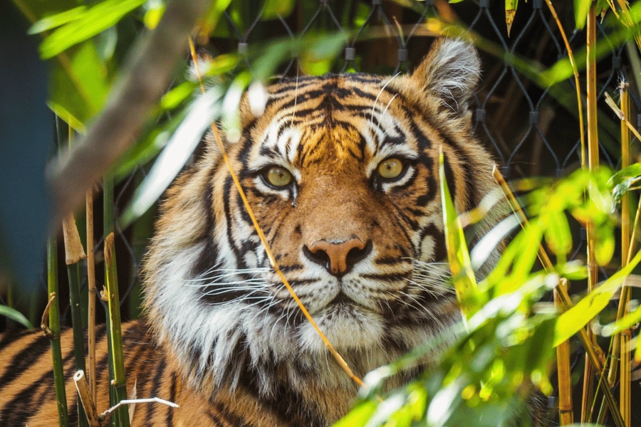 beautiful tiger looking at the camera through the trees