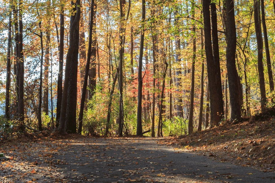 15 Unique Things To Do in Cary, NC