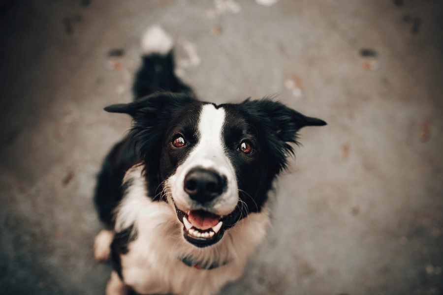 cute fluffy black and white dog