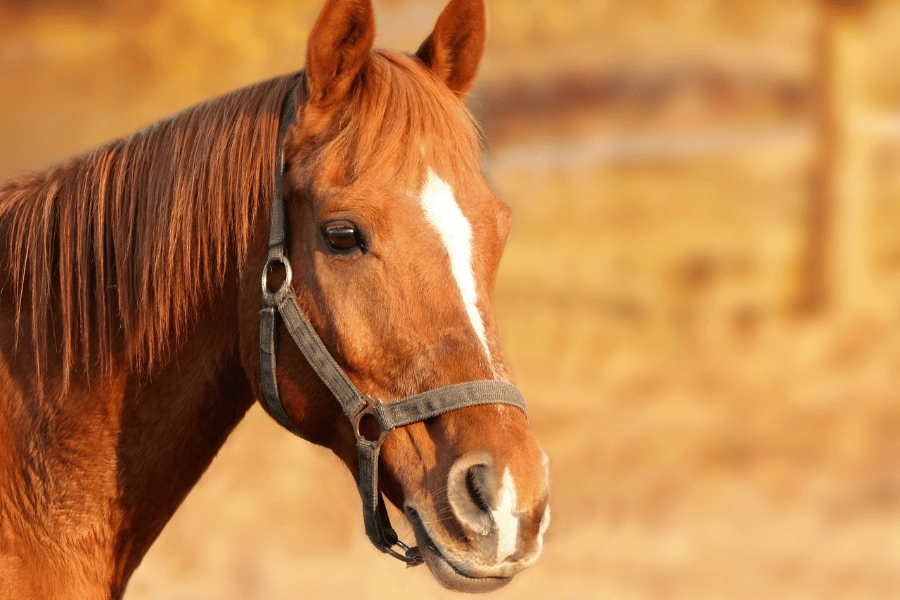 beautiful brown horse in a field 