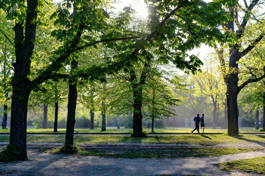 joggers running through a tree-lined park 